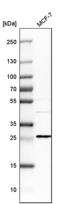 Invitrogen EMP2 Polyclonal Antibody 100 &mu;L; Unconjugated:Antibodies,