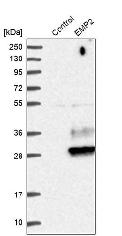 Invitrogen EMP2 Polyclonal Antibody 100 &mu;L; Unconjugated:Antibodies,