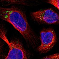 Invitrogen TMEM192 Polyclonal Antibody 100 &mu;L; Unconjugated:Antibodies,