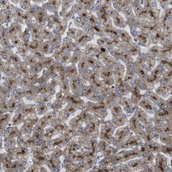 Invitrogen TMEM192 Polyclonal Antibody 100 &mu;L; Unconjugated:Antibodies,