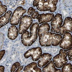 Invitrogen SLC13A3 Polyclonal Antibody 100 &mu;L; Unconjugated:Antibodies,