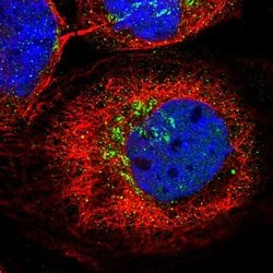Invitrogen KCNF1 Polyclonal Antibody 100 &mu;L; Unconjugated:Antibodies,