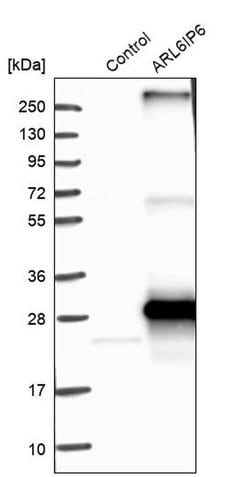 Invitrogen ARL6IP6 Polyclonal Antibody 100 &mu;L | Buy Online | Invitrogen&trade; | Fisher Scientific