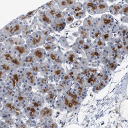 Invitrogen CYB561 Polyclonal Antibody 100 &mu;L; Unconjugated:Antibodies,