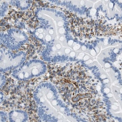 Invitrogen MS4A10 Polyclonal Antibody 100 &mu;L; Unconjugated:Antibodies,