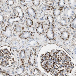 Invitrogen MS4A10 Polyclonal Antibody 100 &mu;L; Unconjugated:Antibodies,