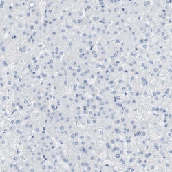 Invitrogen MS4A10 Polyclonal Antibody 100 &mu;L; Unconjugated:Antibodies,