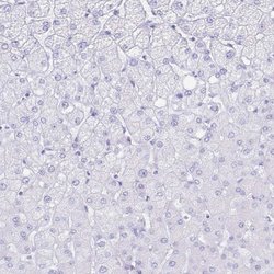 Invitrogen Aquaporin 4 Polyclonal Antibody 100 &mu;L; Unconjugated:Antibodies