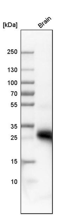 Invitrogen Aquaporin 4 Polyclonal Antibody 100 &mu;L; Unconjugated:Antibodies