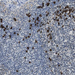 Invitrogen CLPTM1L Polyclonal Antibody 100 &mu;L; Unconjugated:Antibodies,