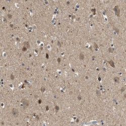 Invitrogen STCH Polyclonal Antibody 100 &mu;L; Unconjugated:Antibodies,