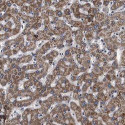 Invitrogen STCH Polyclonal Antibody 100 &mu;L; Unconjugated:Antibodies,