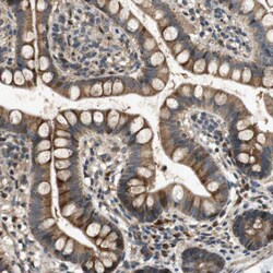 Invitrogen STCH Polyclonal Antibody 100 &mu;L; Unconjugated:Antibodies,