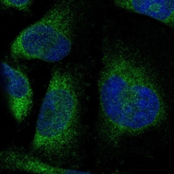 Invitrogen PTPLAD1 Polyclonal Antibody 100 &mu;L; Unconjugated:Antibodies,