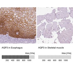 Invitrogen Aquaporin 3 Polyclonal Antibody 100 &mu;L; Unconjugated:Antibodies,