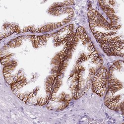 Invitrogen Aquaporin 3 Polyclonal Antibody 100 &mu;L; Unconjugated:Antibodies,