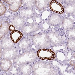 Invitrogen Aquaporin 3 Polyclonal Antibody 100 &mu;L; Unconjugated:Antibodies,