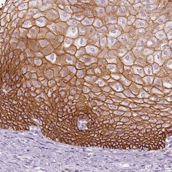 Invitrogen Aquaporin 3 Polyclonal Antibody 100 &mu;L; Unconjugated:Antibodies,