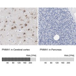 Invitrogen PNMA1 Polyclonal Antibody 100 &mu;L; Unconjugated:Antibodies,