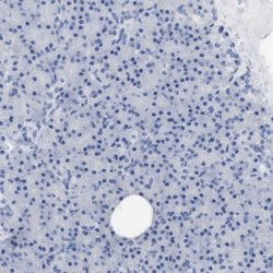 Invitrogen PNMA1 Polyclonal Antibody 100 &mu;L; Unconjugated:Antibodies,