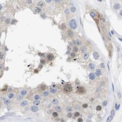 Invitrogen PNMA1 Polyclonal Antibody 100 &mu;L; Unconjugated:Antibodies,
