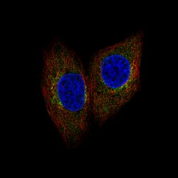 Invitrogen SCYL1 Polyclonal Antibody 100 &mu;L; Unconjugated:Antibodies,