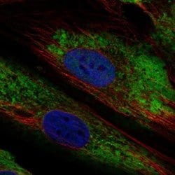 Invitrogen ARID5B Polyclonal Antibody 100 &mu;L; Unconjugated:Antibodies,