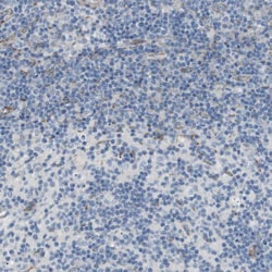 Invitrogen MOSC2 Polyclonal Antibody 100 &mu;L; Unconjugated:Antibodies,