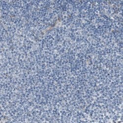 Invitrogen MOSC2 Polyclonal Antibody 100 &mu;L; Unconjugated:Antibodies,