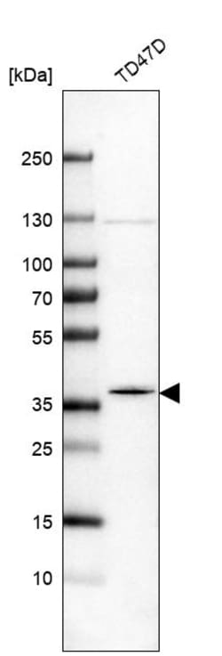 Invitrogen MOSC2 Polyclonal Antibody 100 &mu;L; Unconjugated:Antibodies,