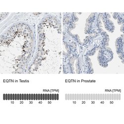 Invitrogen EQTN Polyclonal Antibody 100 &mu;L; Unconjugated:Antibodies,