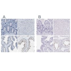 Invitrogen EQTN Polyclonal Antibody 100 &mu;L; Unconjugated:Antibodies,