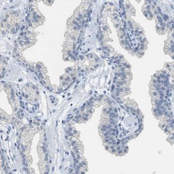 Invitrogen EQTN Polyclonal Antibody 100 &mu;L; Unconjugated:Antibodies,