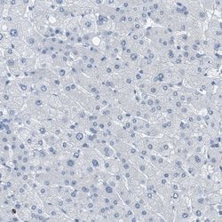 Invitrogen EQTN Polyclonal Antibody 100 &mu;L; Unconjugated:Antibodies,