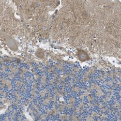 Invitrogen PTPRZ Polyclonal Antibody 100 &mu;L | Buy Online | Invitrogen&trade; | Fisher Scientific