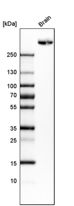 Invitrogen PTPRZ Polyclonal Antibody 100 &mu;L | Buy Online | Invitrogen&trade; | Fisher Scientific