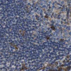 Invitrogen UGGT1 Polyclonal Antibody 100 &mu;L; Unconjugated:Antibodies,