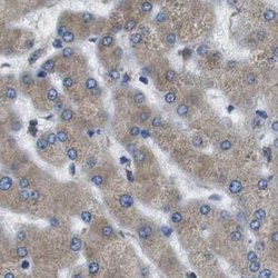 Invitrogen UGGT1 Polyclonal Antibody 100 &mu;L; Unconjugated:Antibodies,