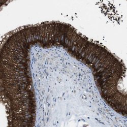 Invitrogen UGGT1 Polyclonal Antibody 100 &mu;L; Unconjugated:Antibodies,