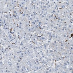 Invitrogen FCGRT Polyclonal Antibody 100 &mu;L; Unconjugated:Antibodies,
