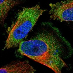 Invitrogen KCTD3 Polyclonal Antibody 100 &mu;L | Buy Online | Invitrogen&trade; | Fisher Scientific