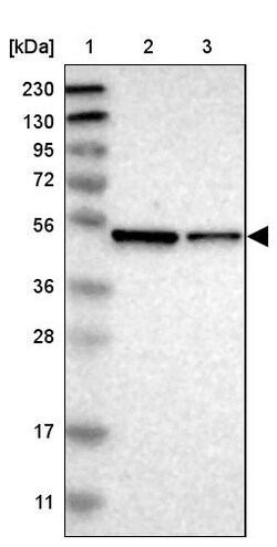 Invitrogen ERGIC3 Polyclonal Antibody 100 &mu;L | Buy Online | Invitrogen&trade; | Fisher Scientific