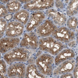 Invitrogen PFTK1 Polyclonal Antibody 100 &mu;L; Unconjugated:Antibodies,