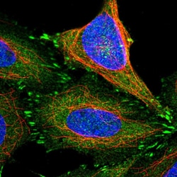 Invitrogen TES Polyclonal Antibody 100 &mu;L; Unconjugated:Antibodies,