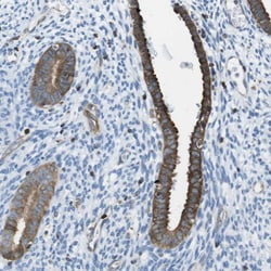 Invitrogen TES Polyclonal Antibody 100 &mu;L; Unconjugated:Antibodies,