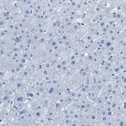 Invitrogen TES Polyclonal Antibody 100 &mu;L; Unconjugated:Antibodies,