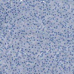 Invitrogen TULP3 Polyclonal Antibody 100 &mu;L; Unconjugated:Antibodies,