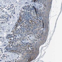 Invitrogen TULP3 Polyclonal Antibody 100 &mu;L; Unconjugated:Antibodies,