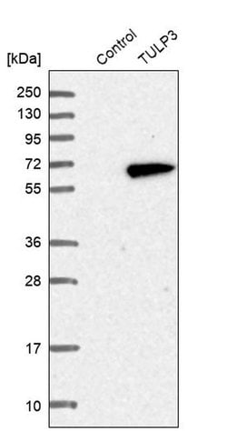 Invitrogen TULP3 Polyclonal Antibody 100 &mu;L; Unconjugated:Antibodies,