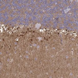 Invitrogen NDRG4 Polyclonal Antibody 100 &mu;L; Unconjugated:Antibodies,